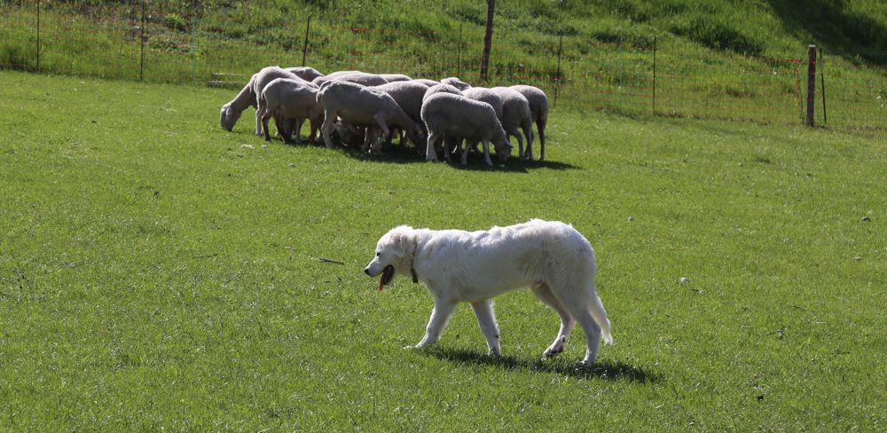 Le temps de travail consacré aux soins et à l'alimentation des huit chiens de protection est estimé à 240 heures par an.