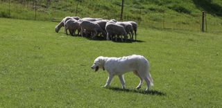 Le temps de travail consacré aux soins et à l'alimentation des huit chiens de protection est estimé à 240 heures par an.