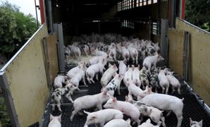 Une organisation appropriée du transport participe à réduire les risques de transmission, selon l'Efsa. Une organisation appropriée du transport participe à réduire les risques de transmission, selon l'Efsa.