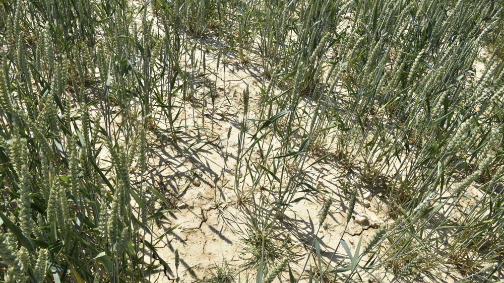 "Les sécheresses sont les principales sources de variabilité interannuelles des rendements", indique Pierre Martre.