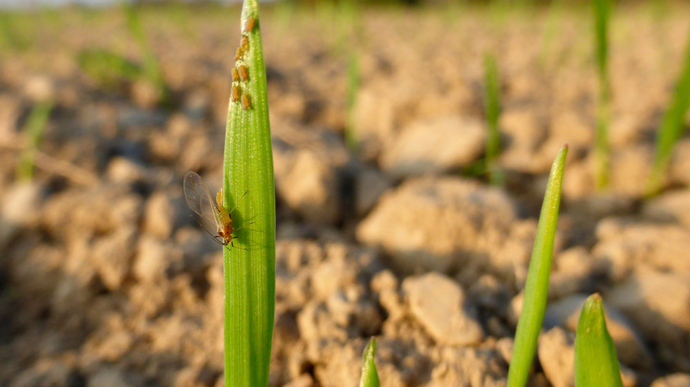 Les pucerons à l’automne appartiennent majoritairement à l’espèce Rhopalosiphum padi et dans une moindre mesure à Sitobion avenae.