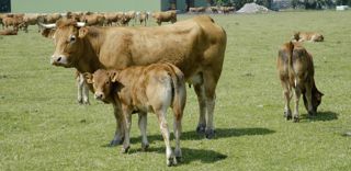 Pour être éligible à l'aide aux bovins allaitants, il faut détenir au moins 10 UGB, dont au moins 3 vaches. Pour être éligible à l'aide aux bovins allaitants, il faut détenir au moins 10 UGB, dont au moins 3 vaches.