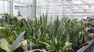 La crise de l'énergie touche l'Europe entière. L'Allemagne refuse une hausse de la taxe sur les émissions de CO2, l'industrie horticle est menacée en Angleterre...