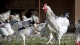Les volailles fermières représentent plus de 20 % de la production totale de volailles en France. Les volailles fermières représentent plus de 20 % de la production totale de volailles en France.