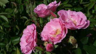 Rosa ROSERAIE DE MORAILLES® ‘Evejardisor’. Rosa ROSERAIE DE MORAILLES® ‘Evejardisor’.
