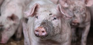 Le prix moyen du porc français poursuit sa baisse pour le troisième mois consécutif. Le prix moyen du porc français poursuit sa baisse pour le troisième mois consécutif.