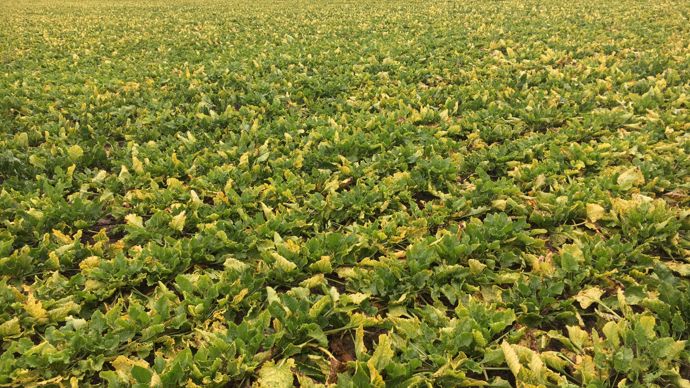 Contribuant à la recherche de solutions de lutte efficaces contre les différents virus de la jaunisse, Cristal Union a la conviction que c’est la sélection variétale qui apportera les meilleurs résultats.