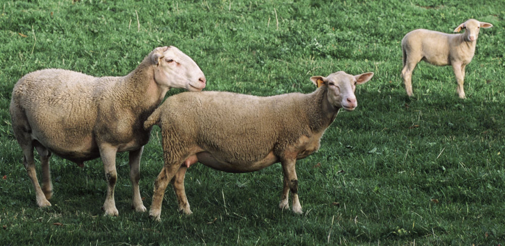 Comme en saison sexuelle, les brebis dont la note d'état corporel évaluée à 3 ou plus ont une bonne fertilité (>90 %).