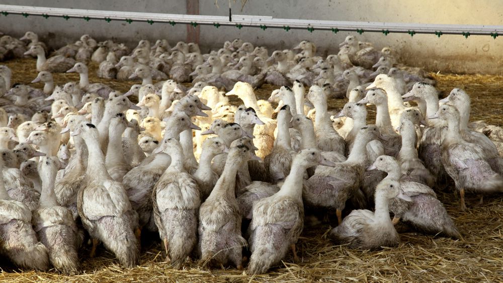 D'après la plateforme ESA, durant les quatre dernières semaines, les productions de palmipèdes sont les plus touchées par l'influenza aviaire en France.