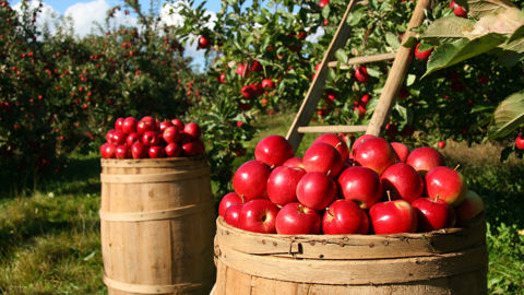 Avec la nouvelle réglementation, l’agriculture biologique progresse sur le plan environnemental.
