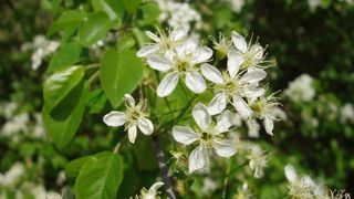 Prunus mahaleb Prunus mahaleb