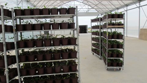 Un accord que viennent de signer plusieurs fédérations et Container Centralen devrait faciliter la circulation de rolls dans la filière.