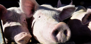 Trois organisations de producteurs souhaitent rencontrer le ministre de l'Agriculture pour défendre leurs intérêts. Trois organisations de producteurs souhaitent rencontrer le ministre de l'Agriculture pour défendre leurs intérêts.