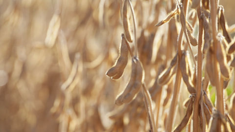 Le marché des biocarburants a donné un nouveau débouché aux huiles végétales.