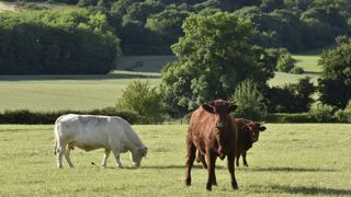 Le résultat courant par unité de main-d'oeuvre des systèmes bovins viande avec culture est deux fois plus élevé que celui des exploitations spécialisées uniquement en élevage. Le résultat courant par unité de main-d'oeuvre des systèmes bovins viande avec culture est deux fois plus élevé que celui des exploitations spécialisées uniquement en élevage.