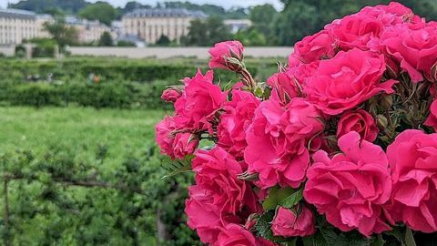 Rosa rugosa ‘Potager du Roi’.