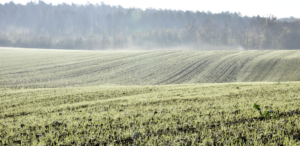 Les surfaces de céréales d'hiver sont estimées à 6,8 millions d'hectares, en hausse de 1,8 % par rapport à 2022. Les surfaces de céréales d'hiver sont estimées à 6,8 millions d'hectares, en hausse de 1,8 % par rapport à 2022.