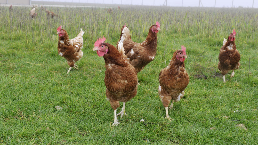 La MSA rend possible le report de certains cotisations sociales dans les départements atteints par la grippe aviaire.