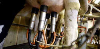 En décembre 2022, la collecte nationale de lait accuse un repli de 1,3 % sur un an. En décembre 2022, la collecte nationale de lait accuse un repli de 1,3 % sur un an.