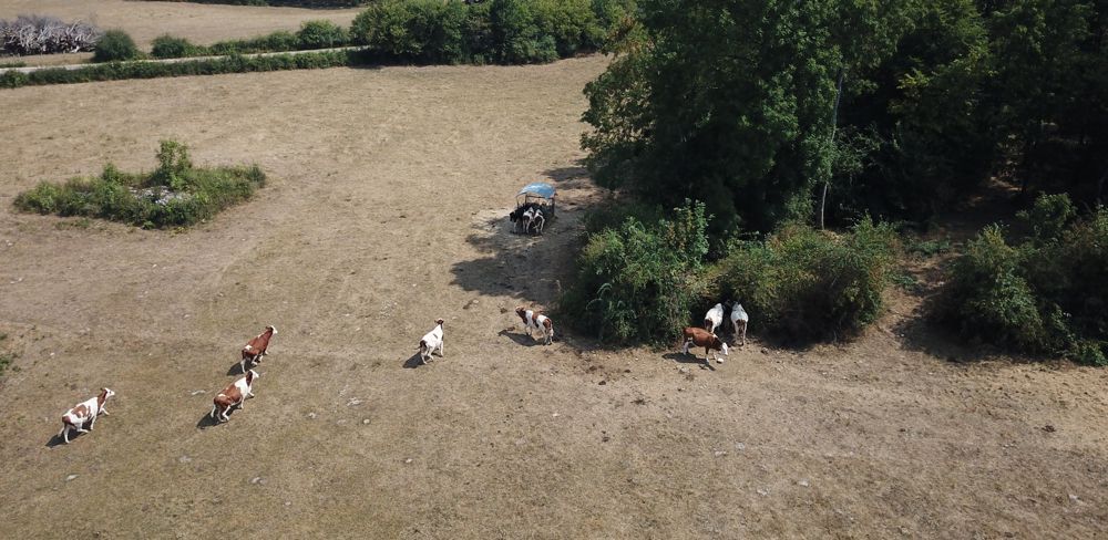 Le comité des indices s'appuyera sur un réseau de fermes de référence pour contrôler les demandes de réévaluation de pertes de récolte sur prairies.