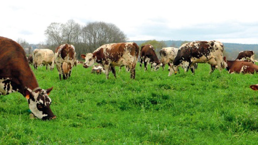 Le principal avantage de la conduite en plusieurs lots réside dans l'organisation du travail, en particulier avec de la main-d'oeuvre salariée.