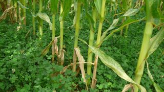 La cohabitation entre une culture de printemps et un couvert permanent est périlleuse.