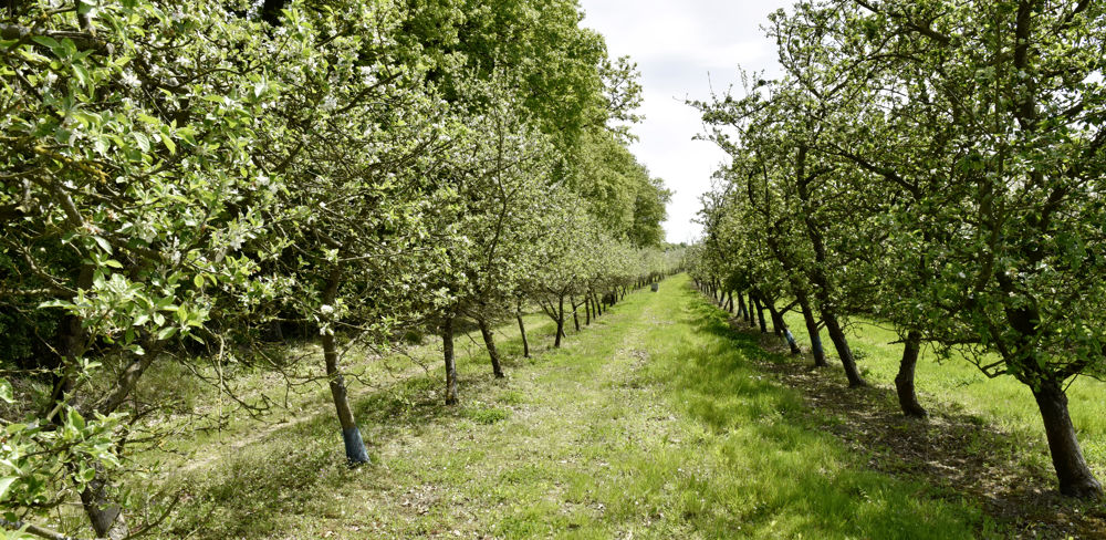 « Nous comptons sur le plan de souveraineté fruits et légumes pour redonner de la visibilité aux producteurs », a indiqué Françoise Roch, présidente de la Fédération nationale des producteurs de fruits (FNPF).