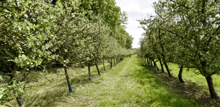 « Nous comptons sur le plan de souveraineté fruits et légumes pour redonner de la visibilité aux producteurs », a indiqué Françoise Roch, présidente de la Fédération nationale des producteurs de fruits (FNPF). « Nous comptons sur le plan de souveraineté fruits et légumes pour redonner de la visibilité aux producteurs », a indiqué Françoise Roch, présidente de la Fédération nationale des producteurs de fruits (FNPF).