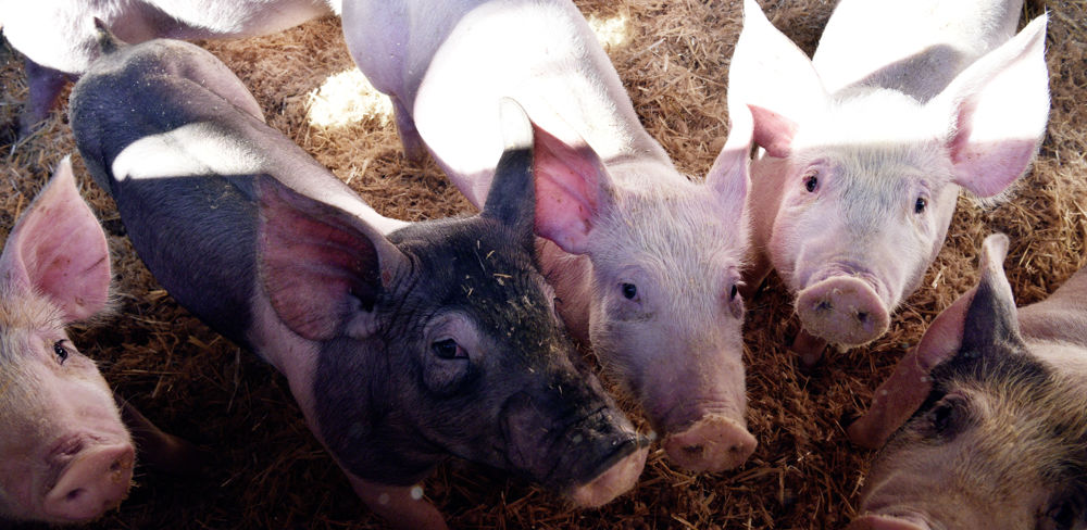 Pour la FNP et la CFA, le nombre d'UGB est un critère "parfaitement inadapté" aux productions porcines et avicoles.