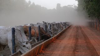 L’élevage de bovins grignote l’Amazonie, une manière pour les ranchers de contrôler le territoire.
