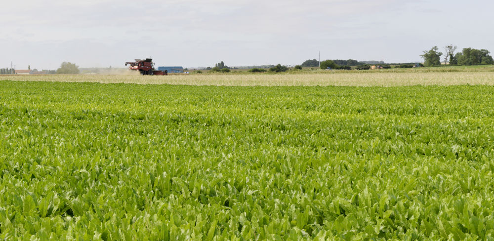 Les ONG regrettent l'absence de mesures juridiques à l'encontre des nombreuses dérogations sur les néonicotinoïdes.