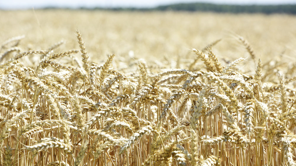 Avec une récolte en 2022 record, la Russie devrait représenter 24 % des exportations mondiales de blé.