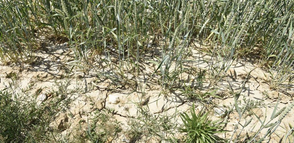 Les sécheresses s'accentuent en France en raison de la hausse des températures, de la pression atmosphérique et de la baisse des pluies hivernales. Les sécheresses s'accentuent en France en raison de la hausse des températures, de la pression atmosphérique et de la baisse des pluies hivernales.