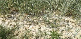 Les sécheresses s'accentuent en France en raison de la hausse des températures, de la pression atmosphérique et de la baisse des pluies hivernales. Les sécheresses s'accentuent en France en raison de la hausse des températures, de la pression atmosphérique et de la baisse des pluies hivernales.