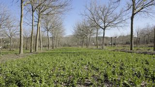 Dans l'Hérault, l'Inrae suit depuis 28 ans cette parcelle en agroforesterie avec des lignes de noyers espacées de 13 mètres.