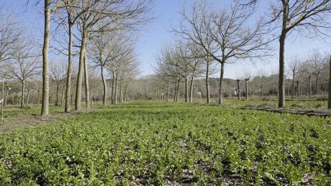 Dans l'Hérault, l'Inrae suit depuis 28 ans cette parcelle en agroforesterie avec des lignes de noyers espacées de 13 mètres.