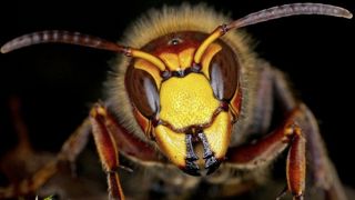 Une proposition de loi pour lutter contre l’invasion du frelon asiatique a été déposée à l’Assemblée nationale ce mercredi 22 février et déçoit par des suggestions non adaptées à la situation actuelle. Une proposition de loi pour lutter contre l’invasion du frelon asiatique a été déposée à l’Assemblée nationale ce mercredi 22 février et déçoit par des suggestions non adaptées à la situation actuelle.