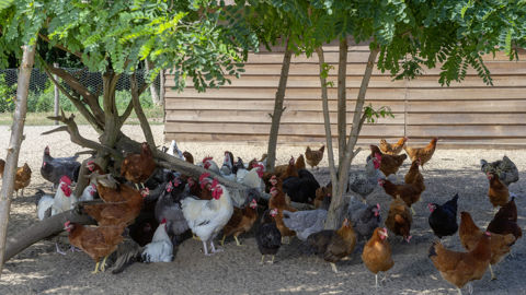 D'après l'Anses, le risque de transmission à l’homme de l'influenza aviaire est faible.