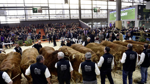 Onze femelles limousines étaient sélectionnées pour la dix-septième vente aux enchères du Salon de l'agriculture. Onze femelles limousines étaient sélectionnées pour la dix-septième vente aux enchères du Salon de l'agriculture.