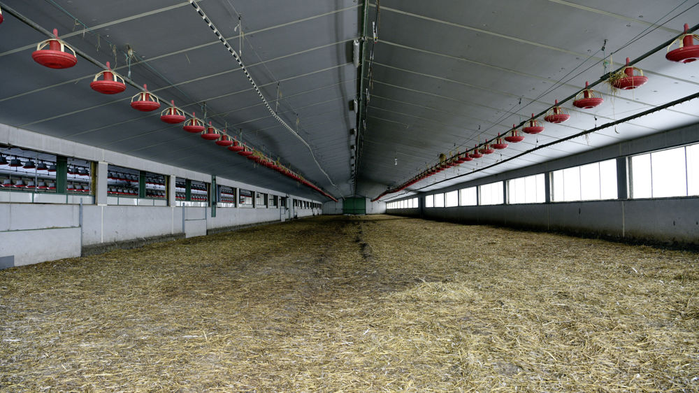 Pour les indemnisations sanitaires, les barèmes seront actualisés au printemps afin de tenir compte de la hausse des coûts de production pour les exploitations touchées par l’influenza aviaire depuis le 15 septembre 2022.