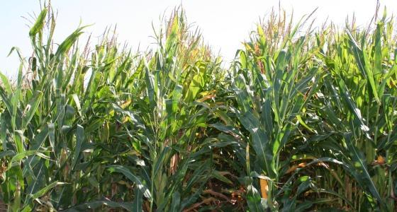 USA produiront 100 millions de tonnes de maÎs en moins qu'annoncées.