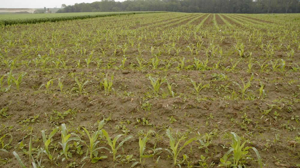 Le S-métolachlore est notamment utilisé comme herbicide sur maïs.