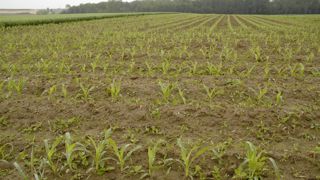 Le S-métolachlore est notamment utilisé comme herbicide sur maïs. Le S-métolachlore est notamment utilisé comme herbicide sur maïs.