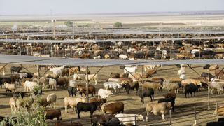 L’importation en provenance de pays tiers, de viande issue d’animaux élevés avec des antibiotiques utilisés comme activateur de croissance, reste interdite en France. L’importation en provenance de pays tiers, de viande issue d’animaux élevés avec des antibiotiques utilisés comme activateur de croissance, reste interdite en France.