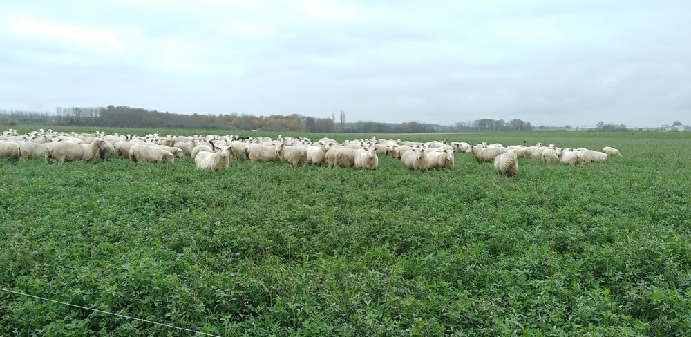 Sur des couverts diversifiés et bien levés, les brebis profitent et prennent de l’état.