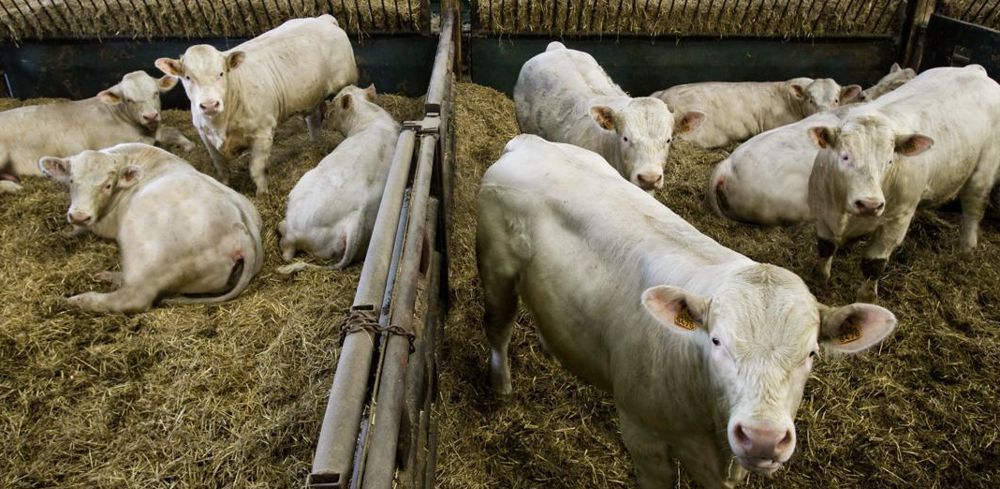 La combinaison de capteurs testés dans cet essai permet d'identifier la présence de troubles respiratoires un jour avant la détection visuelle des signes cliniques par l'éleveur ou le vétérinaire.