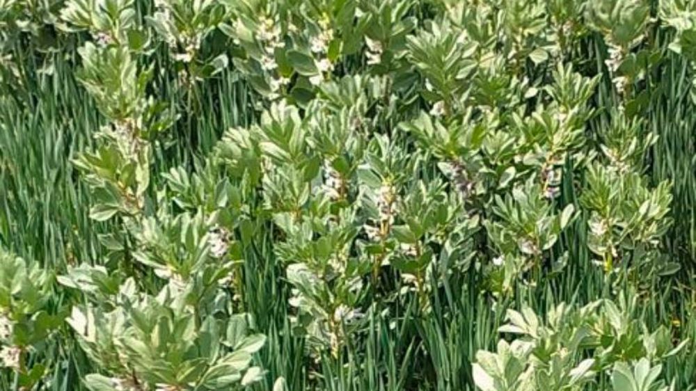 L'écimage de la féverole dans l'association blé-féverole n'est pas toujours intéressante économiquement.