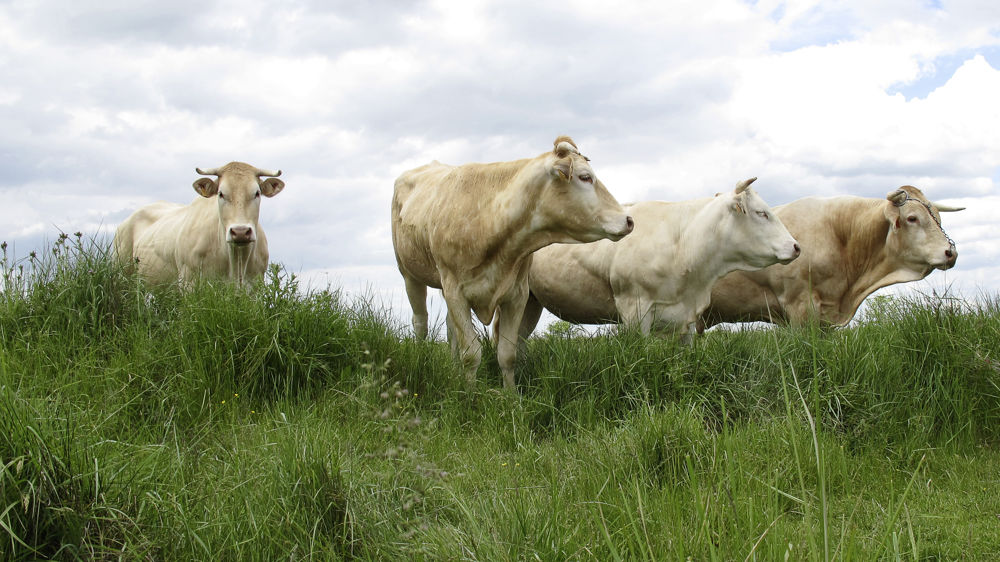 La blonde d'Aquitaine arrivera dans des spots publicitaires diffusés sur M6 en mars 2023, dans le cadre d'un projet franco-italien cofinancé par l'Union européenne.