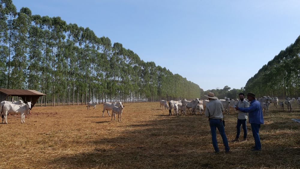 Les systèmes associant cultures, élevage et agroforesterie stockent d’importantes quantités de carbone selon l’Embrapa.