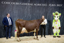 La championne adulte abondance, élevée en Haute-Savoie, n'est pas la plus grande vache de sa section mais elle est saine sur ses pattes et dégage beaucoup de style. Narcisse dispose d'excellents trayons. La vache Idéale décroche un rappel de championnat. La championne adulte abondance, élevée en Haute-Savoie, n'est pas la plus grande vache de sa section mais elle est saine sur ses pattes et dégage beaucoup de style. Narcisse dispose d'excellents trayons. La vache Idéale décroche un rappel de championnat.